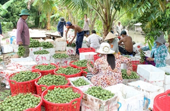 Liên kết để phát triển nông nghiệp