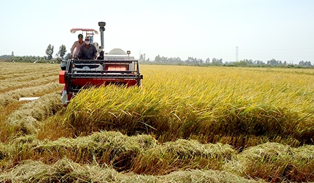 Khí hậu biến đổi cực đoan -
Nông nghiệp “chuyển mình” thích ứng