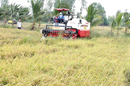 Trúng mùa lúa hè thu