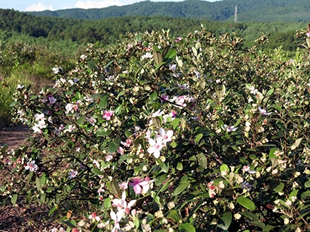 Hiệu quả trồng cây sim rừng Phú Quốc