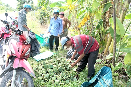 Nông dân trồng sen mong có thị trường ổn định