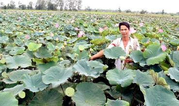 Làm giàu từ mô hình trồng sen