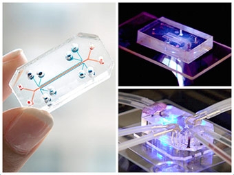 “Chip nội tạng” loại bỏ nhu cầu thử nghiệm trên động vật