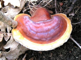 Nấm linh chi giúp giảm tích tụ chất béo