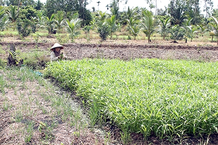Nông dân trồng rau muống thu nhập khá