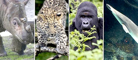 Trái đất đang bước vào giai đoạn đại tuyệt chủng thứ 6