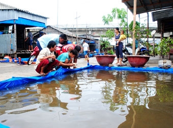 Trở lại 
“bãi vàng” 
nghêu