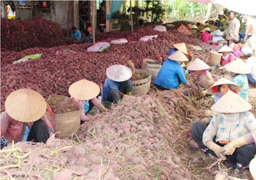 Nông dân trồng khoai lang lỗ nặng