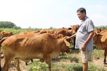 Liên kết nâng cao năng lực sản xuất giống vật nuôi