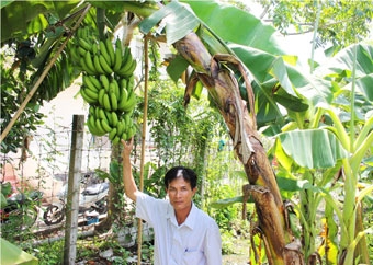 Mô hình trồng chuối già 
cấy mô cho lợi nhuận cao