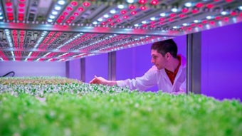 Philips phát triển hệ thống ánh sáng dành cho nông trại trong nhà