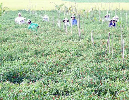 Giá ớt đầu mùa cao “kỷ lục”, nông dân phấn khởi
