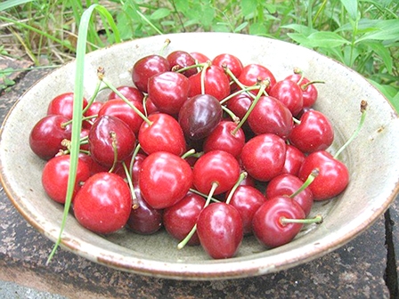 Công dụng không ngờ từ quả anh đào