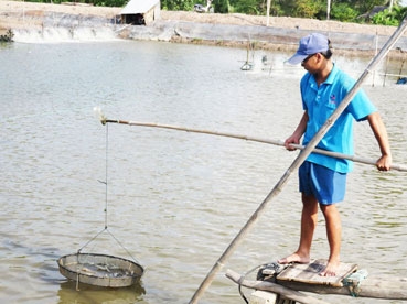 Diện tích tôm công nghiệp giảm mạnh