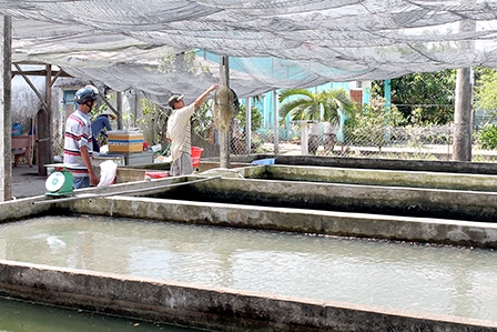 Cá giống tiêu thụ chậm