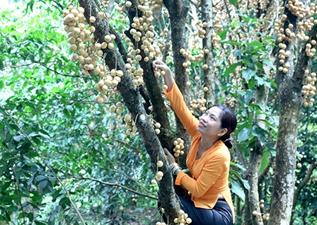 Phong Điền- miền trái ngọt