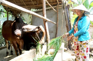 Cần từng bước chuyển dần sang 
chăn nuôi tập trung, quy mô lớn