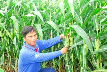 Chọn hướng đi phù hợp 
cho cây trồng biến đổi gien