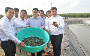 Vẫn còn “đường ra” 
cho nuôi tôm nước lợ