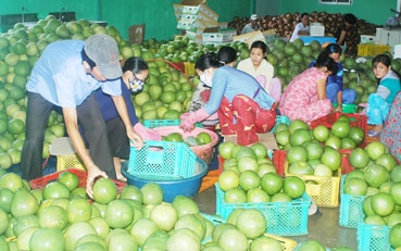 Tìm “đầu ra” 
bền vững cho trái cây ĐBSCL