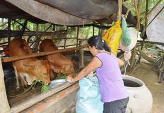 នារីខ្មែរប្រឹងប្រែងចាកផុតពីភាពក្រីក្រ