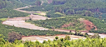 Lang thang cao nguyên Di Linh
