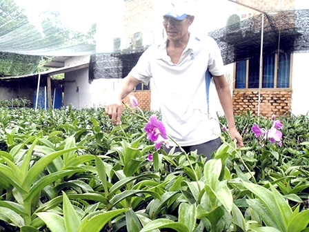 Thu nhập cao từ mô hình trồng lan trong vườn nhà