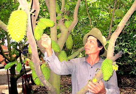 TIỀN GIANG: Mãng cầu xiêm tăng giá mạnh vào cuối vụ