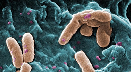 Triển vọng cai thuốc lá 

nhờ vi khuẩn "ăn" nicotine