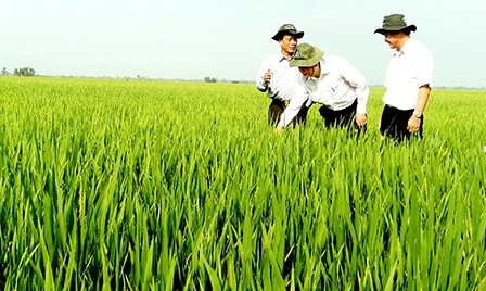 Phát triển đồng bộ “tam nông”