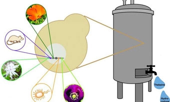 Sản xuất thuốc giảm đau từ nấm men 
thay cho thuốc phiện