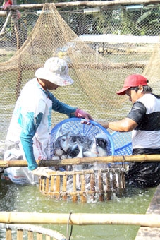 Phát triển đồng bộ “tam nông”