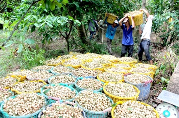 Khẳng định vai trò kinh tế tập thể