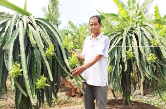 Dấu “son” trong phong trào thi đua sản xuất giỏi