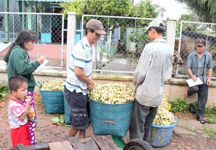 Mùa dâu Hạ Châu