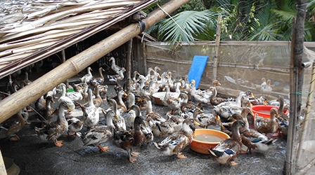 Chăn nuôi vịt biển thích ứng với biến đổi khí hậu