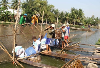 Khắc phục hạn chế, nâng tầm phát triển