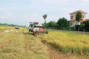 Giá lúa thu đông thấp hơn so với cùng kỳ năm trước