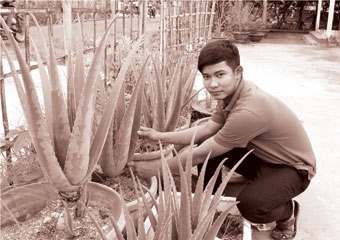 Nha đam trồng trong thùng xốp - “làm chơi ăn thiệt”!