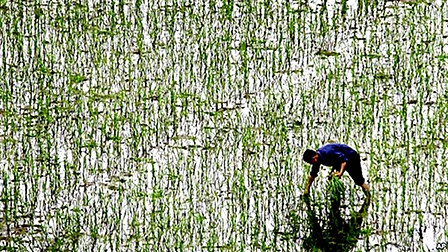 Sản xuất gạo Trung Quốc 
bị đe dọa vì nạn ô nhiễm đất