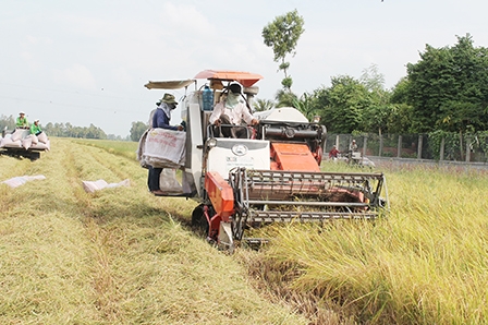 Đảm bảo vụ lúa thu đông ăn chắc