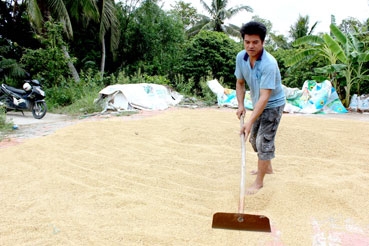 Nhiều giải pháp hỗ trợ nông dân 
trong vụ thu đông