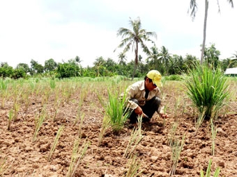 Khá lên nhờ trồng cây sả