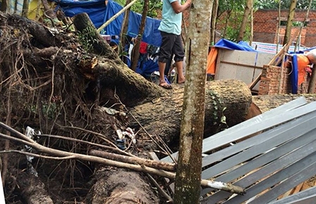 Kiên Giang: 

5 người chết và bị thương do cây cổ thụ bật gốc đè sập lều trại