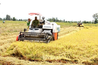 Giá lúa giảm 100-200 đồng/kg