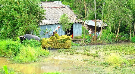 Lúa thu đông thiệt kép