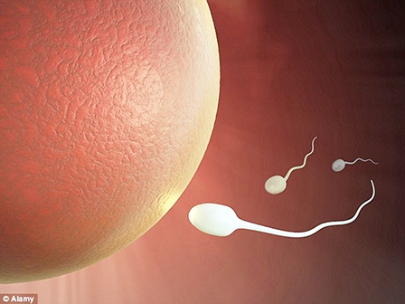 Nuôi thành công tinh trùng trong ống nghiệm