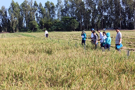 Khảo nghiệm chọn các giống lúa 
có triển vọng
