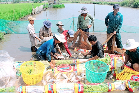 Nỗ lực mở rộng thị trường xuất khẩu