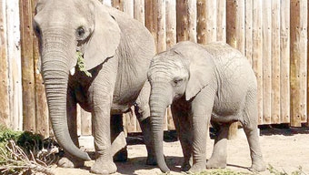 Nghiên cứu gien voi có thể giúp con người phòng chống ung thư